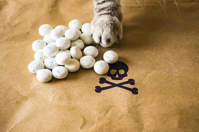 Gato.