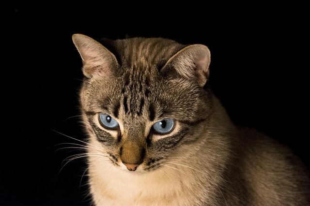 Romeo.
