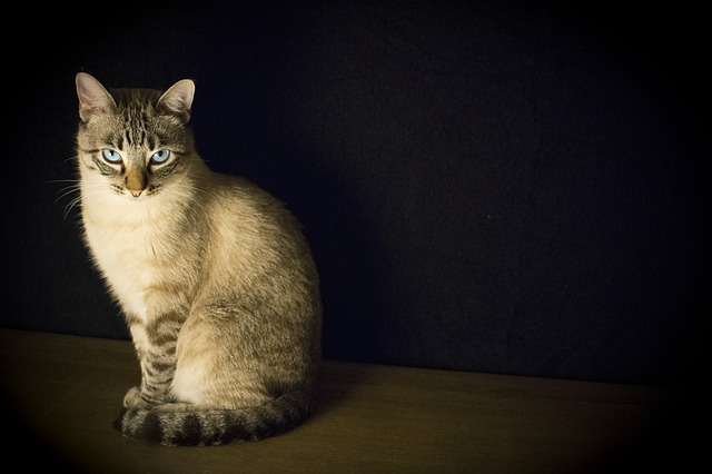 Romeo.